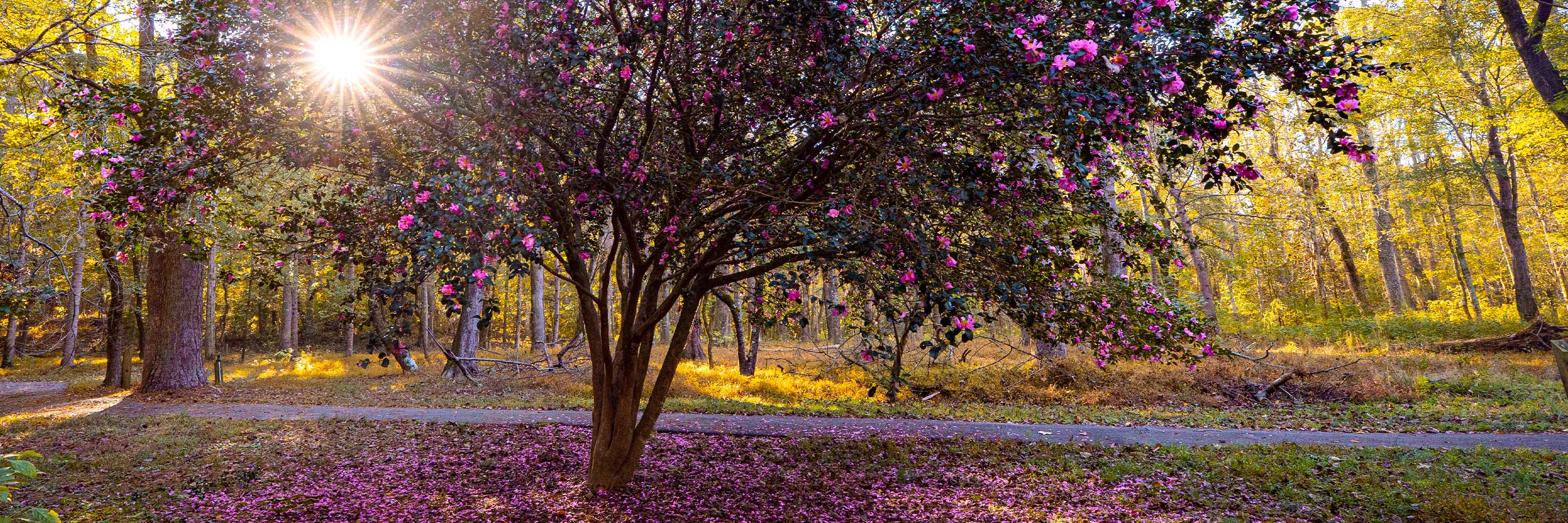 Trail at Wilkins Greenway, with a beautiful purple tree in the foreground a sun flaring behind the trees