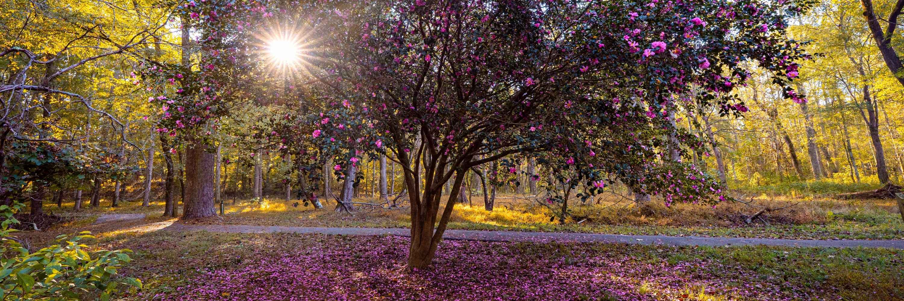 Beautiful purple tree at Wilkins Greenway