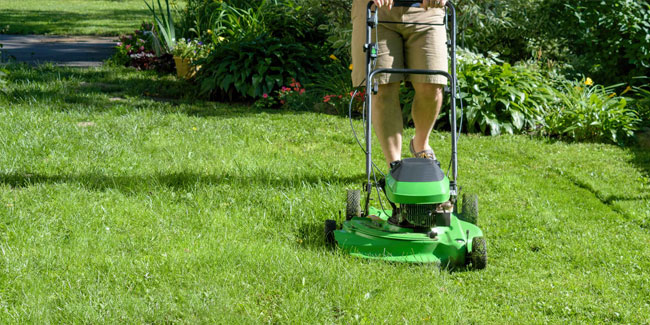 Lawn Maintenance